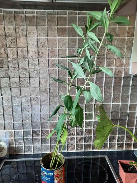 Photo of free White Phlox plant (Morden SM4) #2