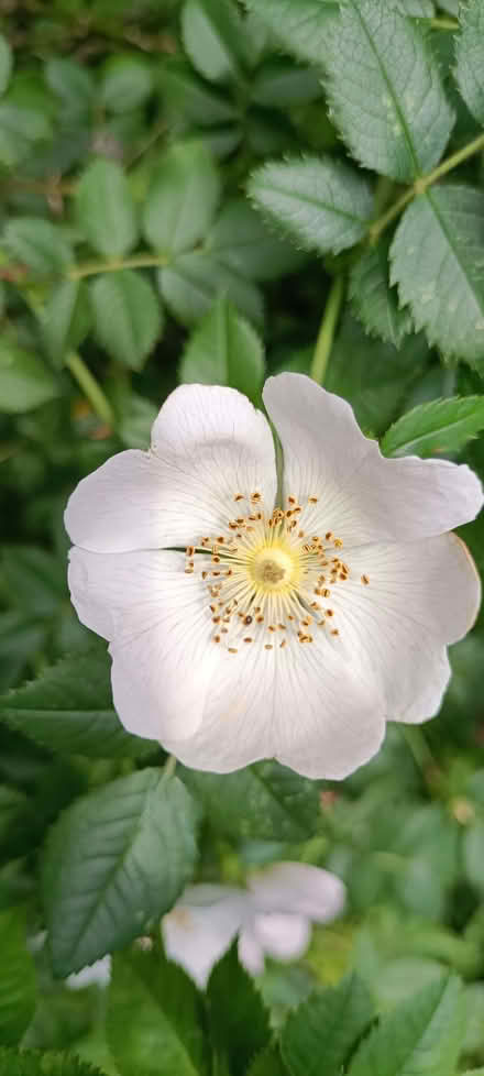 Photo of free Dog Rose (Little Stoke ST15) #2