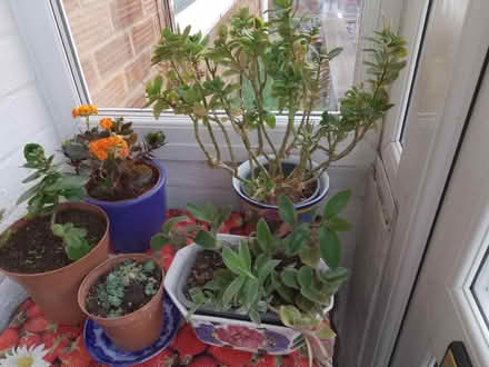 Photo of free Various house plants (Whoberley CV5) #1