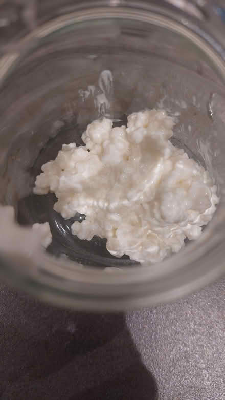 Photo of free Kefir grains (Broadsands TQ4) #1