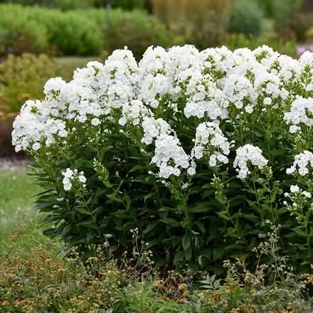 Photo of free White Phlox plant (Morden SM4) #1