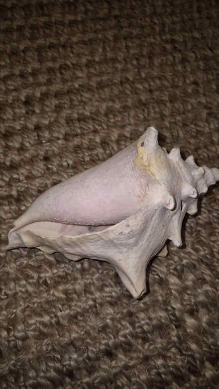 Photo of free Massive shell (Lower Clapton, Hackney) #1