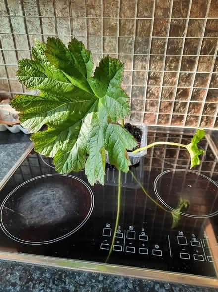 Photo of free Darmera Peltata cutting damp spots (Morden SM4) #3