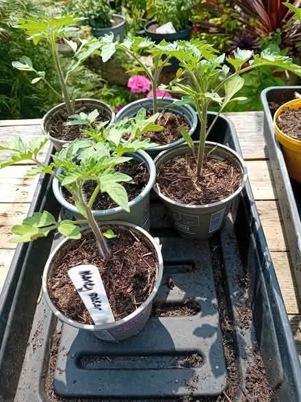 Photo of free Tomato plants (Hampden park) #2