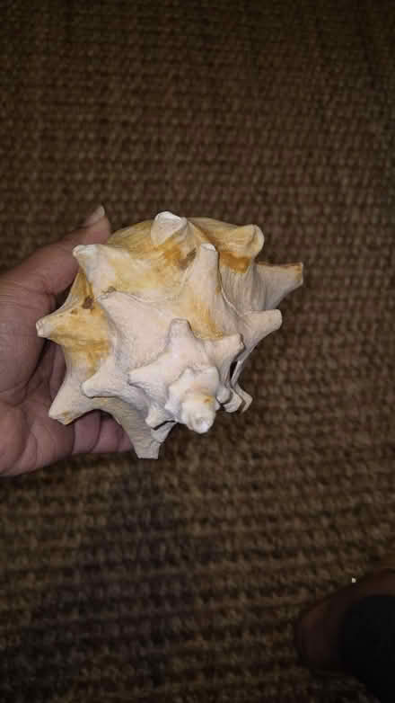 Photo of free Massive shell (Lower Clapton, Hackney) #3