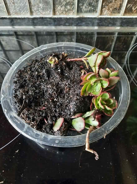 Photo of free Sedum Spurium dragons blood cutting (Morden SM4) #2