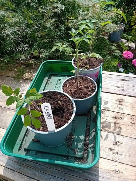 Photo of free Tomato plants (Hampden park) #1