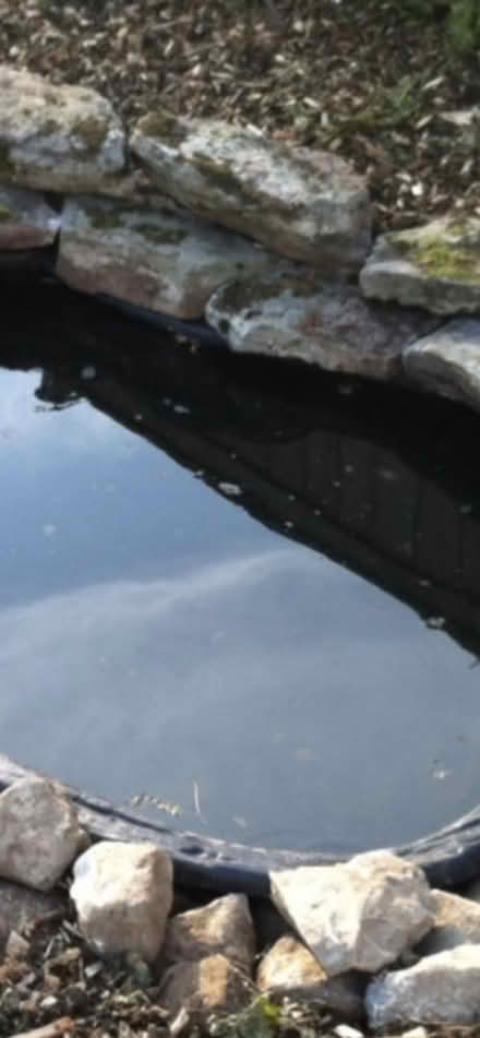 Photo of Pond plants cuttings (B65) #1