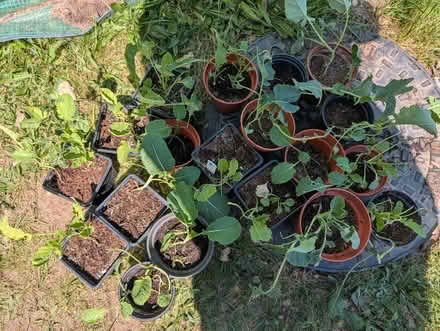 Photo of free Broccoli plants (CO11) #1