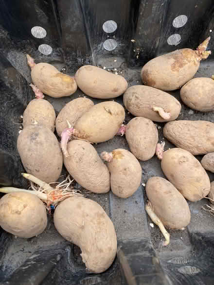 Photo of free Chitted Charlotte potatoes (Nether Edge S7) #1