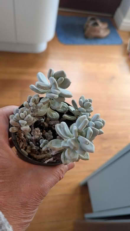 Photo of free Succulents. (Westgate LA3) #4