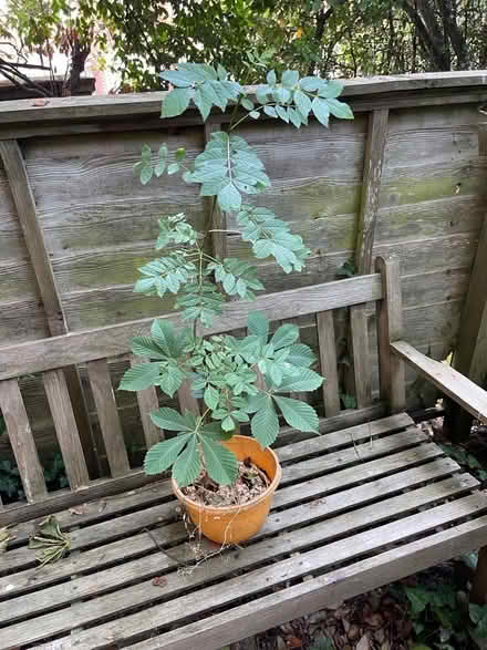 Photo of free Horse chestnut (Ryde PO33) #1