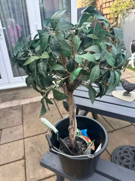 Photo of free artificial plants x 2 (Cold Harbour OX1) #4