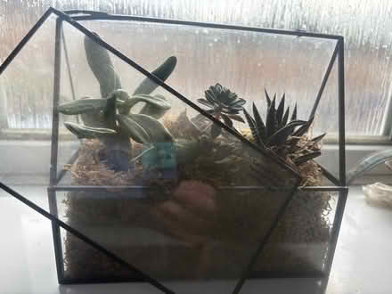 Photo of free Terraniums (B45) #2