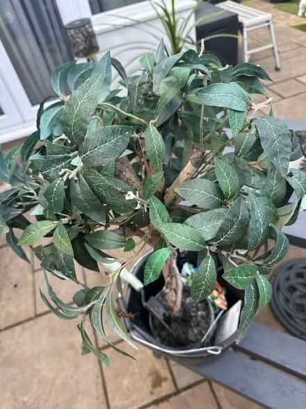 Photo of free artificial plants x 2 (Cold Harbour OX1) #3