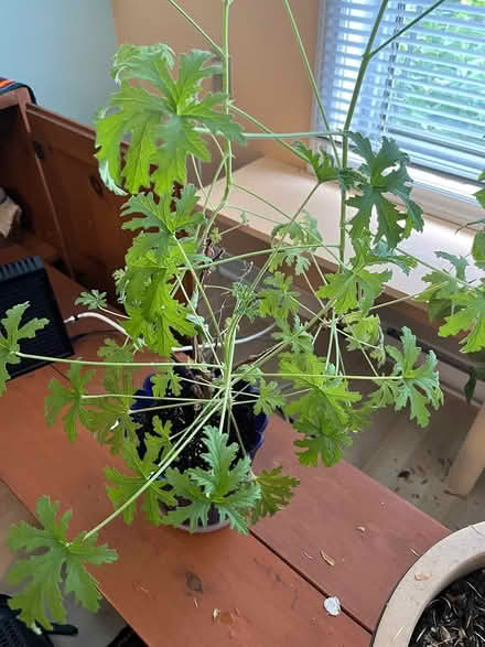 Photo of free Plant and rooted ivy clippings (Near Downtown Erin) #1