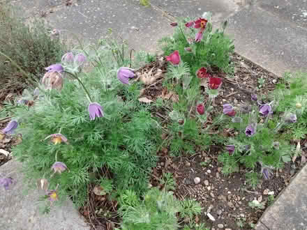 Photo of free several clumps of pasque flowers (Daybrook NG5) #2