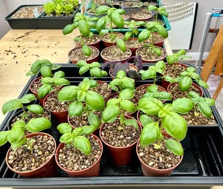 Photo of free Young basil plants (ordinary basil) (Hatfield AL10) #1