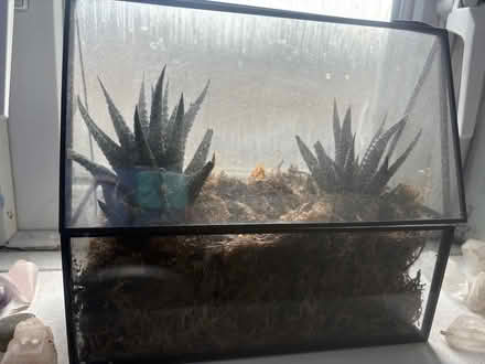 Photo of free Terraniums (B45) #1