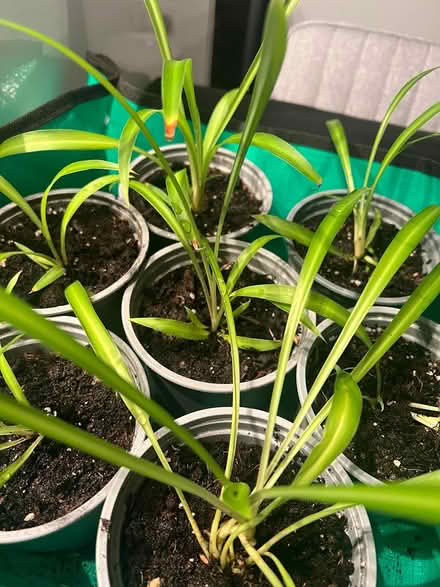 Photo of free Seven potted spider plants (SE1) #3