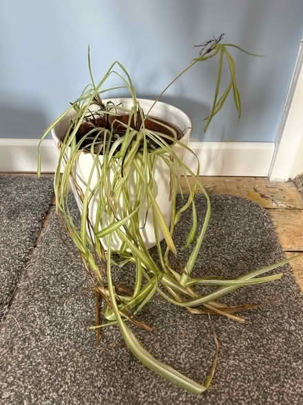 Photo of free Neglected spider plant (Carterknowle S7) #1