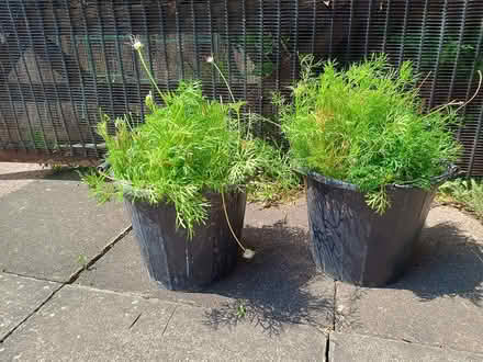 Photo of free several clumps of pasque flowers (Daybrook NG5) #1
