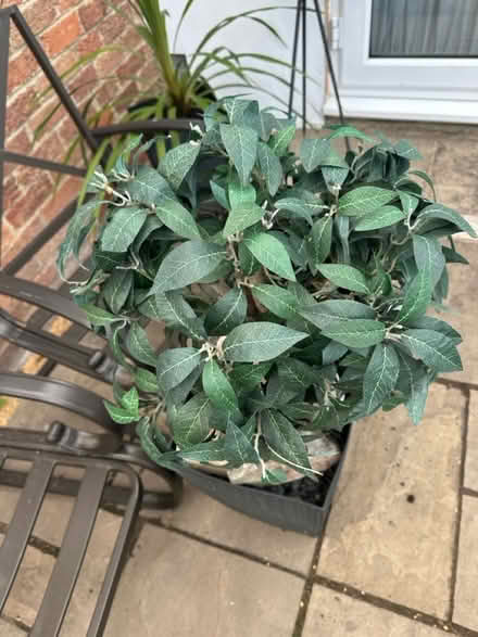 Photo of free artificial plants x 2 (Cold Harbour OX1) #1