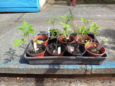 Photo of free small tomato plants (Daybrook NG5) #1