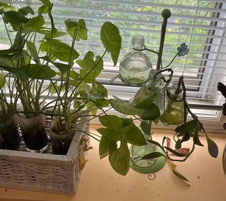 Photo of free Plant and rooted ivy clippings (Near Downtown Erin) #3
