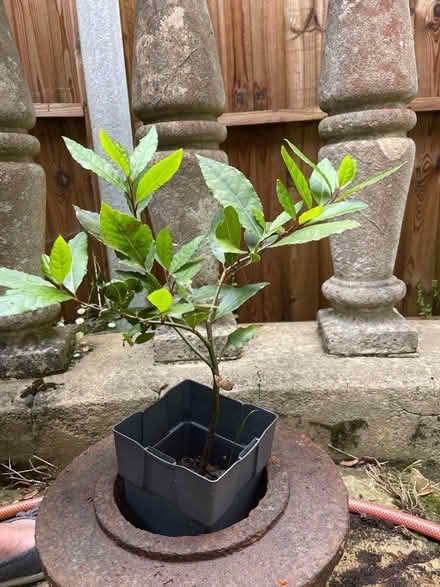 Photo of free Bay tree (Ryde PO33) #1