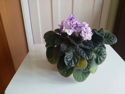 Photo of free Houseplant for bright light but not strong sunlight. (Woodford IG8) #1