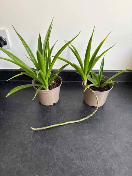 Photo of free Aloe plants (Wigston Magna) #1