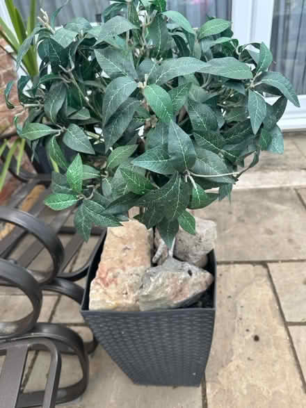 Photo of free artificial plants x 2 (Cold Harbour OX1) #2