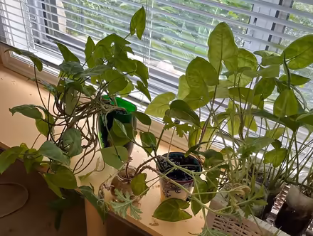 Photo of free Plant and rooted ivy clippings (Near Downtown Erin) #2