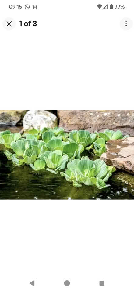 Photo of Spare Pond Plants (Penrith CA11) #1
