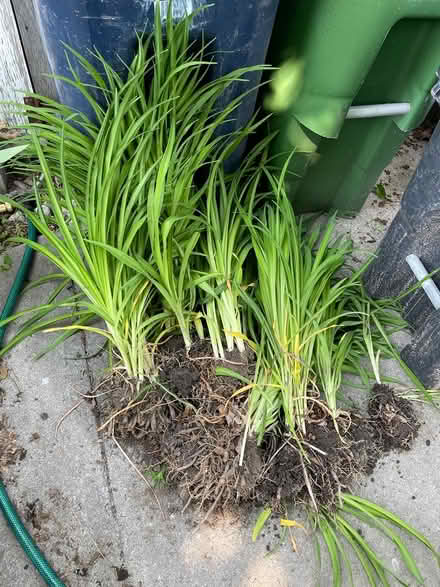 Photo of free Tiger lilies (Bloor Lansdowne) #1