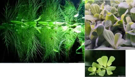Photo of free Floating aquarium plant - Pistia (Bolsover S44) #1