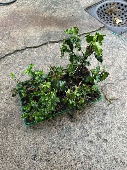 Photo of free Holly tree saplings (Nox SY5) #1