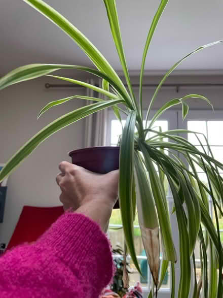 Photo of free Spider Plants (Cripps Corner Rd TN32) #3