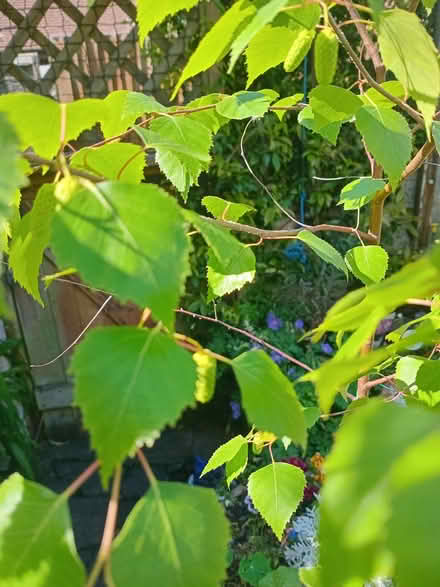 Photo of free Small tree (Eastbourne BN20) #2