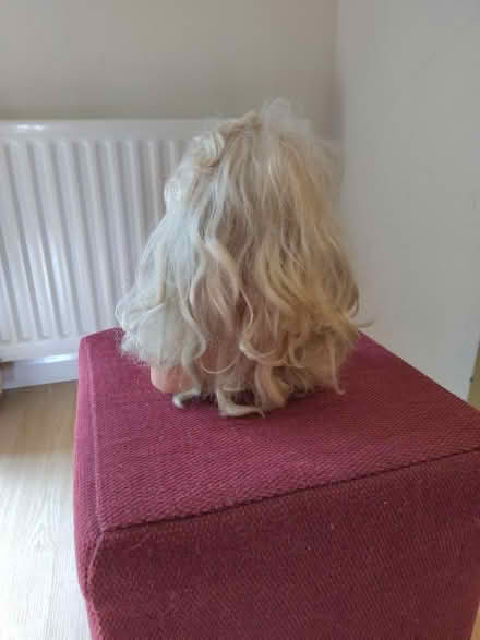 Photo of free Doll head toy for playing hairdressers etc (Chippenham SN14) #2