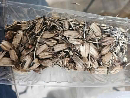 Photo of free French marigold seeds (Tadpole Garden Village) #1