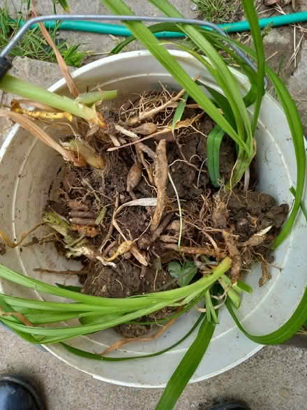 Photo of free Day lily corms (Downhead Park MK15) #1
