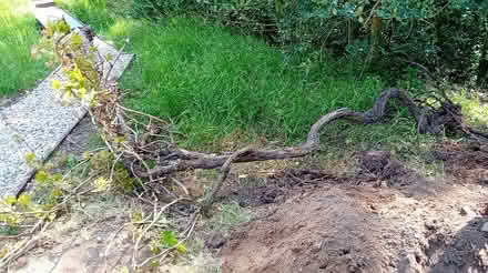 Photo of free Large Grapevine (Old Swarland, NE65) #1