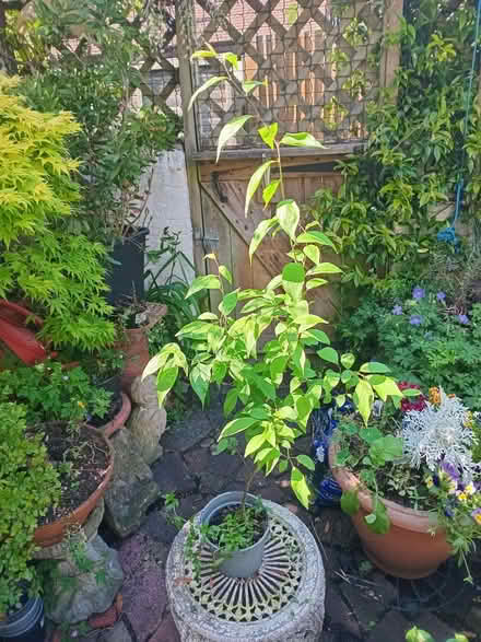 Photo of free Small tree or shrub in pot (Eastbourne BN20) #1