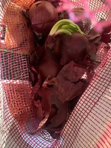 Photo of free Red and white onions (Coventry CV6) #2