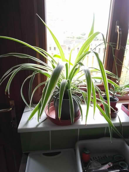 Photo of free Big healthy spider plant (Killamarsh S21) #1