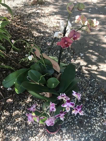 Photo of free 6 orchid plants (Cambrian) #1