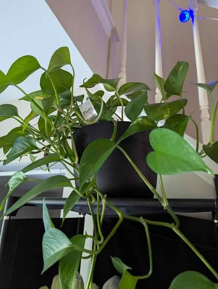 Photo of free Pothos (Kingstown) #1