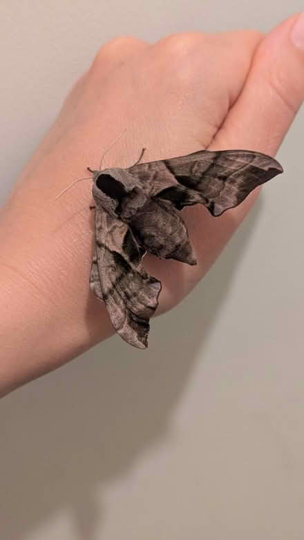 Photo of Butterfly/Moth raising kit (Hereford, HR2) #2